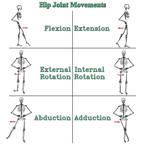 Body Movement: Abduction, Flexion, Extension, and Adduction.